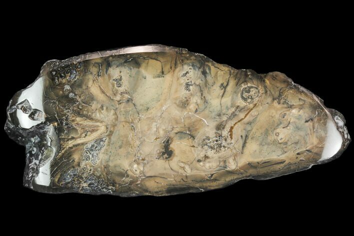Bargain, Polished Mammoth Molar Section - South Carolina #125561